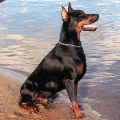 Photo de Dobermann