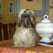 Photo de Shih tzu