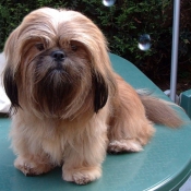 Photo de Lhassa apso