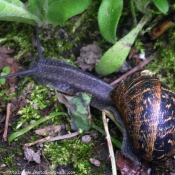 Photo d'Escargot