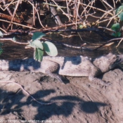 Photo de Crocodile