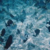 Photo de Poissons exotiques