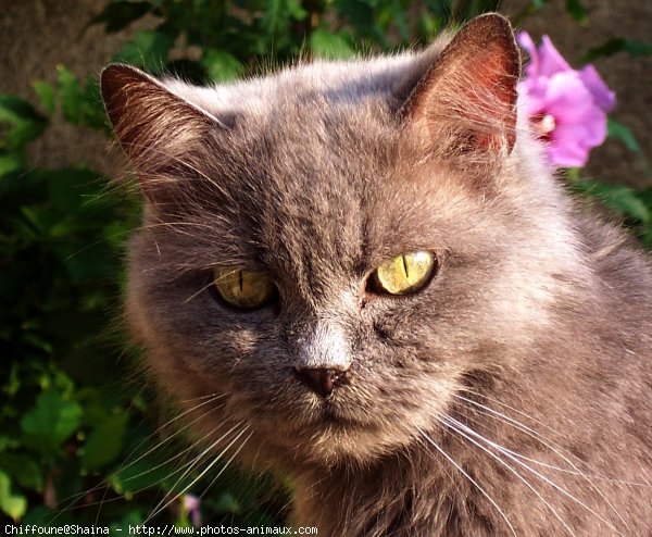 Photo de Chat domestique