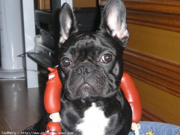 Photo de Bouledogue franais