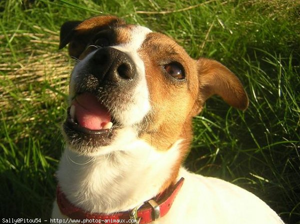 Photo de Jack russell terrier