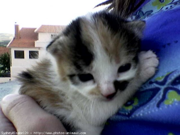 Photo de Scottish fold