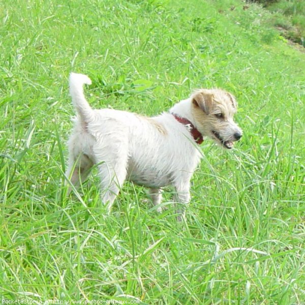 Photo de Jack russell terrier