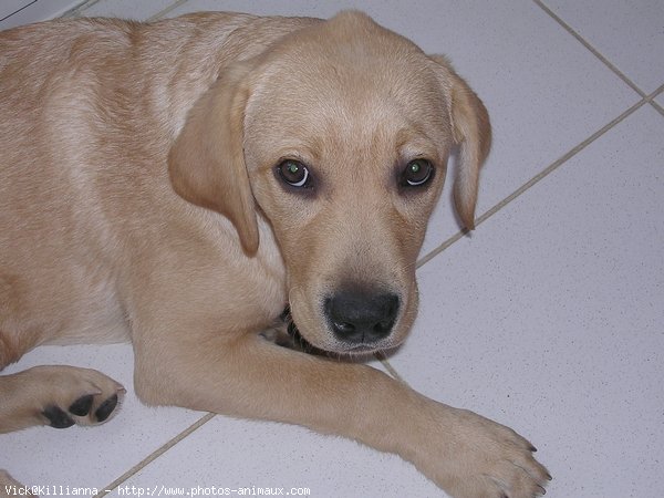 Photo de Labrador retriever