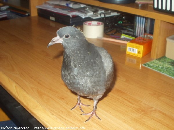 Photo de Pigeon