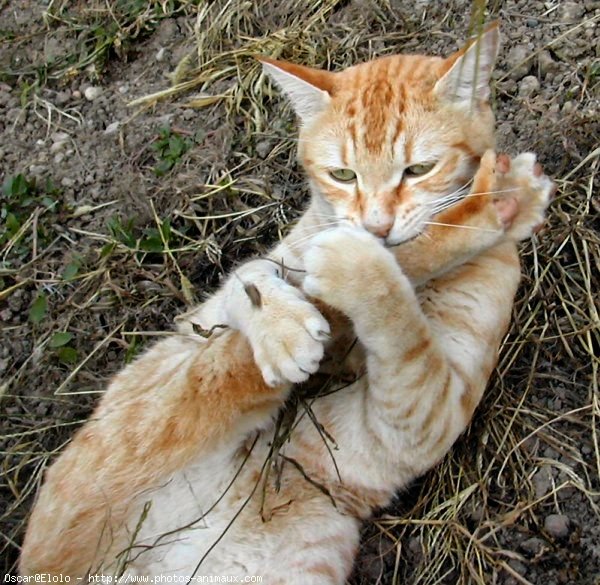 Photo de Chat domestique