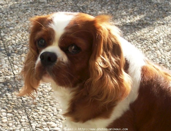 Photo de Cavalier king charles spaniel