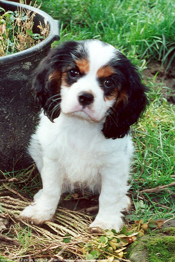 Photo de Cavalier king charles spaniel