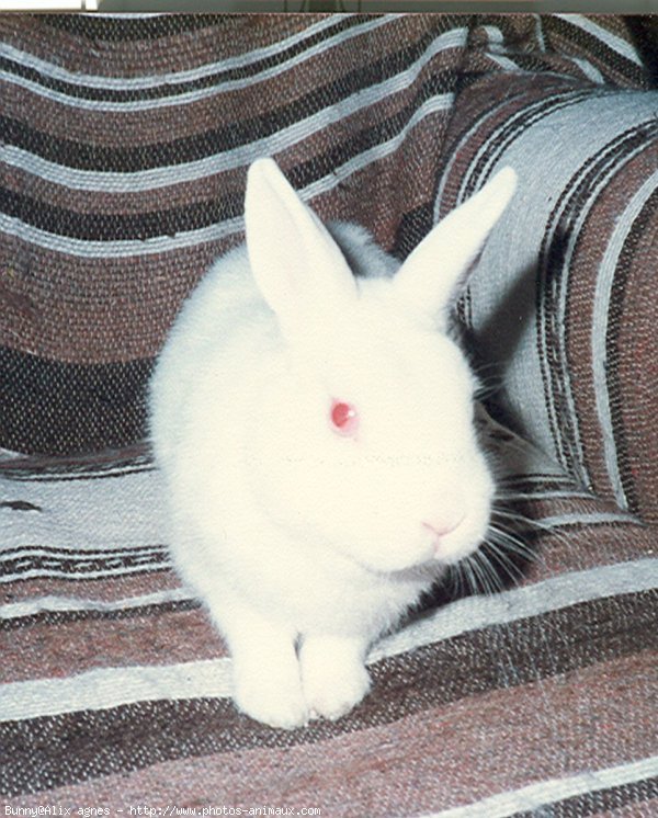 Photo de Lapin