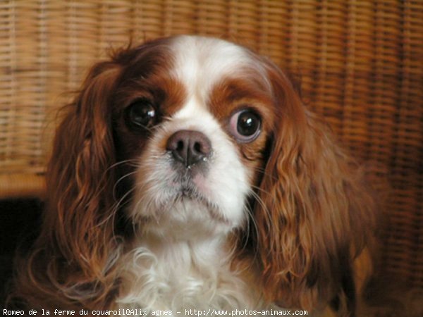 Photo de Cavalier king charles spaniel