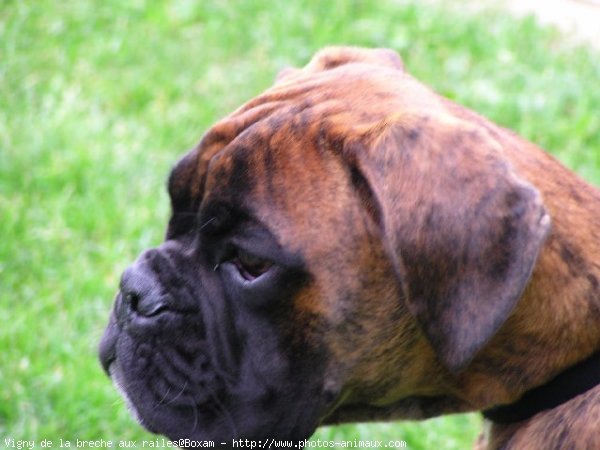 Photo de Boxer