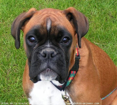 Photo de Boxer