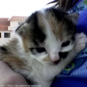 Photo de Scottish fold