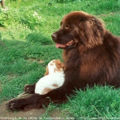 Photo de Chien de terre-neuve