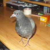 Photo de Pigeon