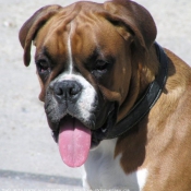 Photo de Boxer