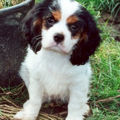 Photo de Cavalier king charles spaniel