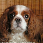 Photo de Cavalier king charles spaniel