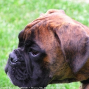 Photo de Boxer