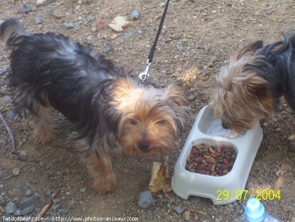 Photo de Yorkshire terrier