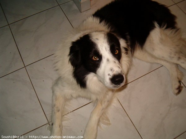 Photo de Border collie