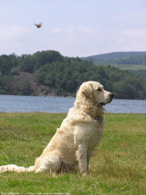 Photo de Golden retriever