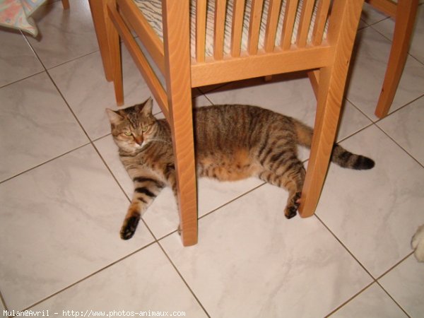 Photo de Chat domestique