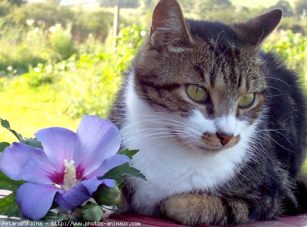 Photo de Chat domestique