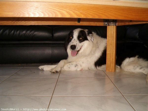 Photo de Border collie