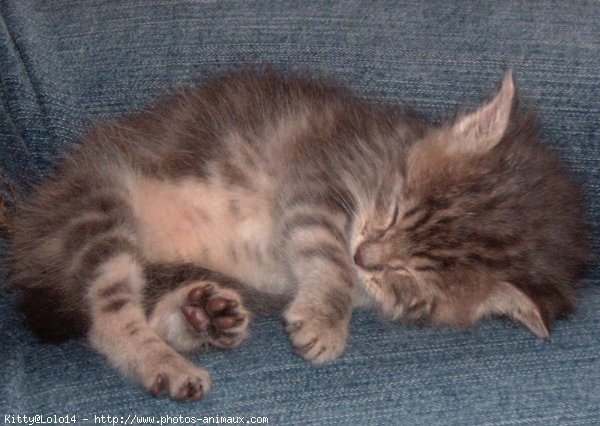 Photo de Chat domestique