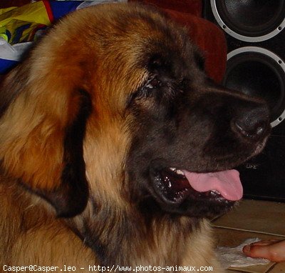 Photo de Leonberg