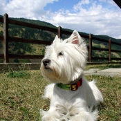 Photo de West highland white terrier