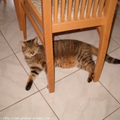 Photo de Chat domestique