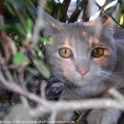 Photo de Chat domestique