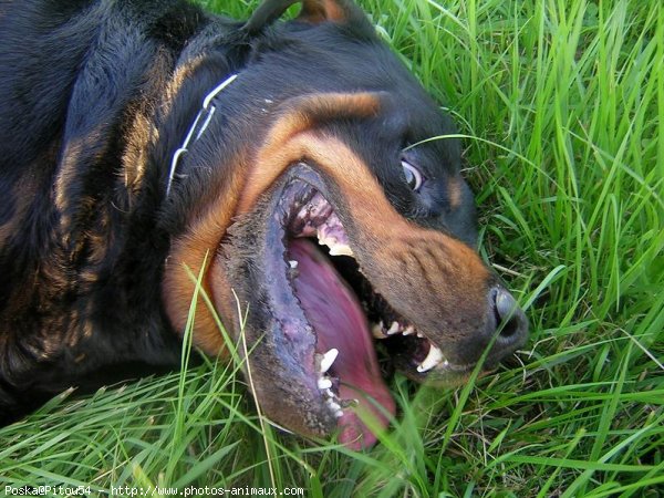 Photo de Rottweiler