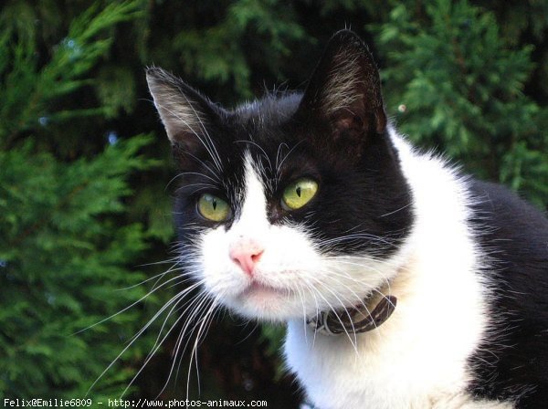 Photo de Chat domestique