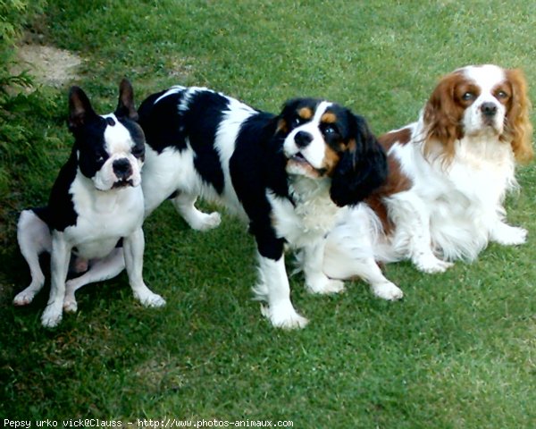 Photo de Cavalier king charles spaniel