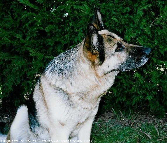 Photo de Berger allemand  poil court