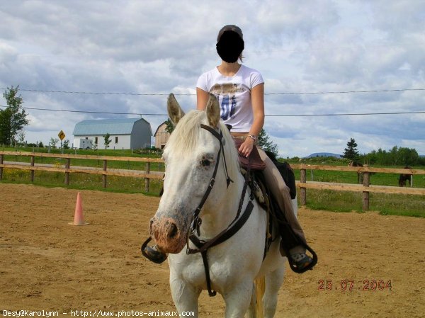 Photo d'Appaloosa