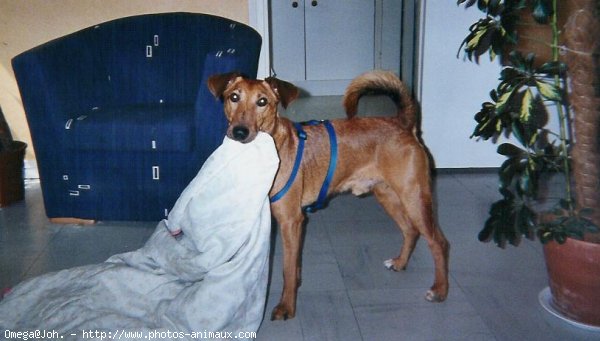 Photo de Jack russell terrier