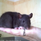 Photo de Rat