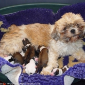 Photo de Shih tzu