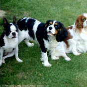 Photo de Cavalier king charles spaniel