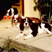 Photo de Cavalier king charles spaniel