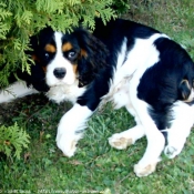 Photo de Cavalier king charles spaniel