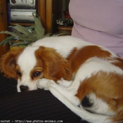 Photo de Cavalier king charles spaniel